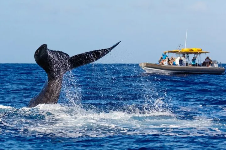 VIP Premiere Whale Watch Kaanapali Beach MAX 12 PASSENGERS