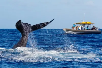 VIP Premiere Whale Watch Kaanapali Beach MAX 12 PASSENGERS