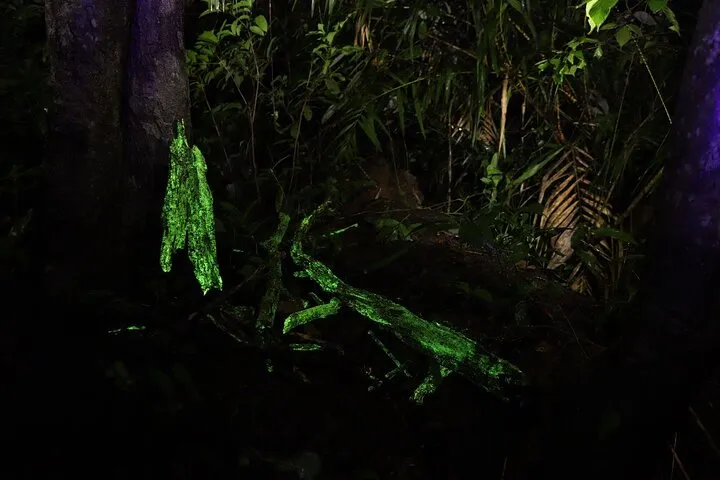 Bioluminescent Fungi Trail in Goa's Western Ghats Activity
