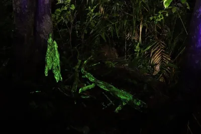 Bioluminescent Fungi Trail in Goa's Western Ghats Activity