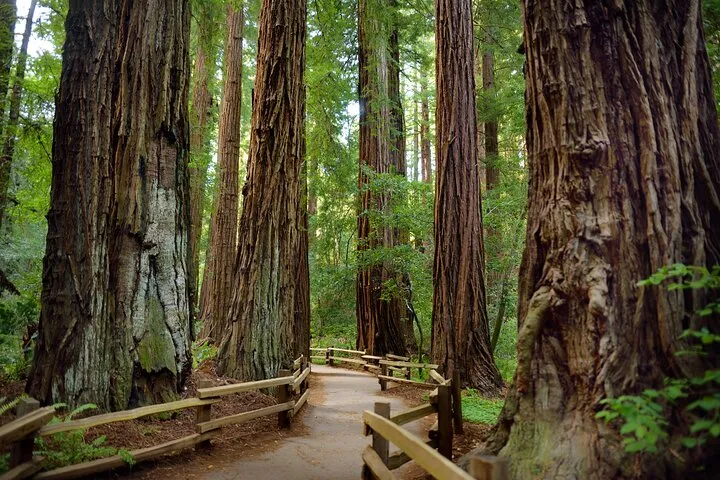 San Francisco Excursion: Guided Tour to Muir Woods and Sausalito
