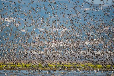 BirdWatching in Lisbon | Private tours