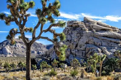 Private Joshua Tree NP Day Trip from San Diego (10 1/2 Hour)