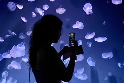 Tokyo : Aquarium Backyard Tour and Tokyo View Observatory