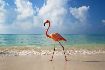 Holbox Island: Explore Nature, Beaches, and Local Culture