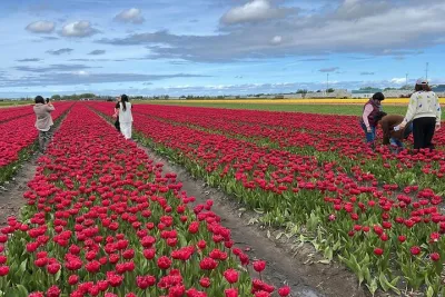 Private Tour to the Keukenhof and Tulip Fields