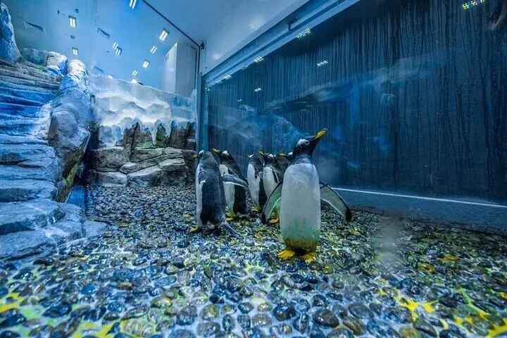 Dubai Aquarium and Underwater Zoo with Penguin Cove Tickets
