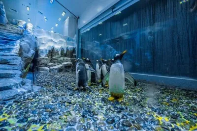 Dubai Aquarium and Underwater Zoo with Penguin Cove Tickets
