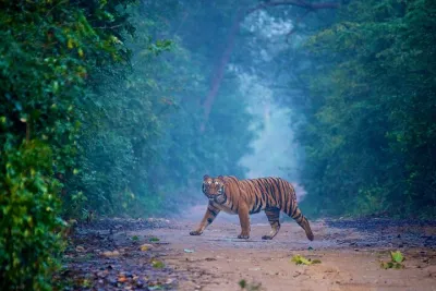 2 - Days: Jim Corbett jungle safari tour from Chennai by Flight
