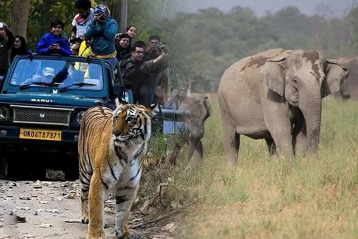 2-Day Jaipur, Jhalana Leopard & Sariska Tiger Safari