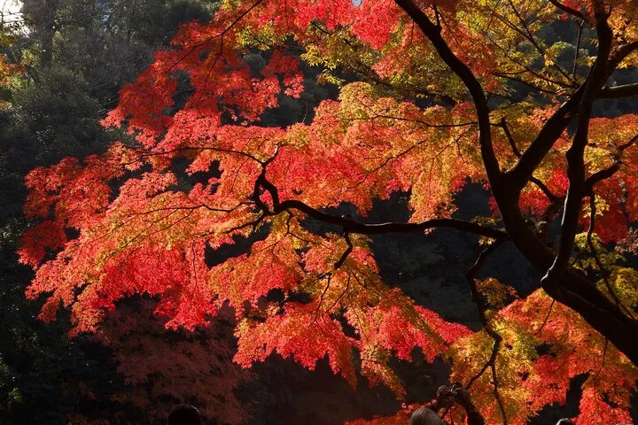 Red, Yellow and Brown - Visit autumn leaves spots in Tokyo