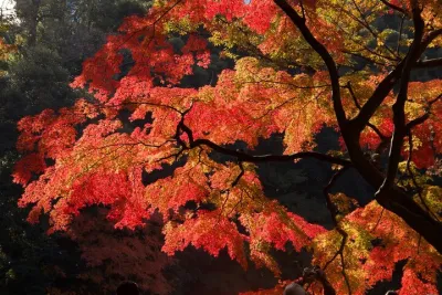 Red, Yellow and Brown - Visit autumn leaves spots in Tokyo