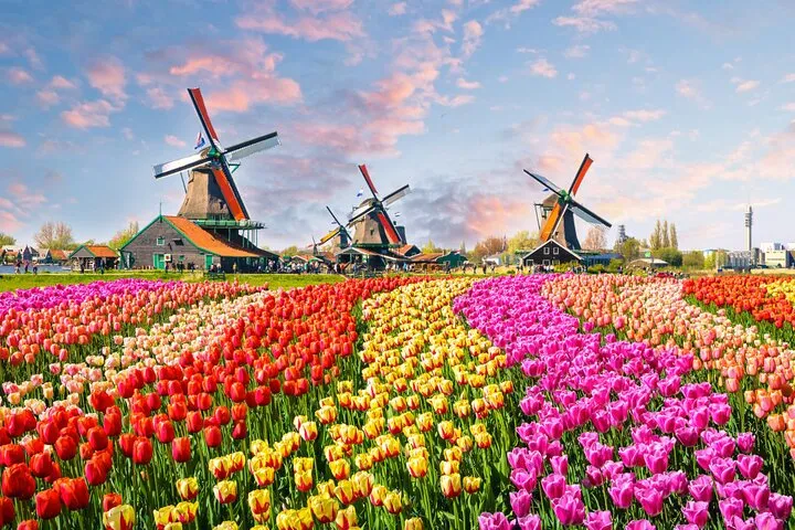 Tulips of Holland: Visit of Keukenhof Gardens with private guide