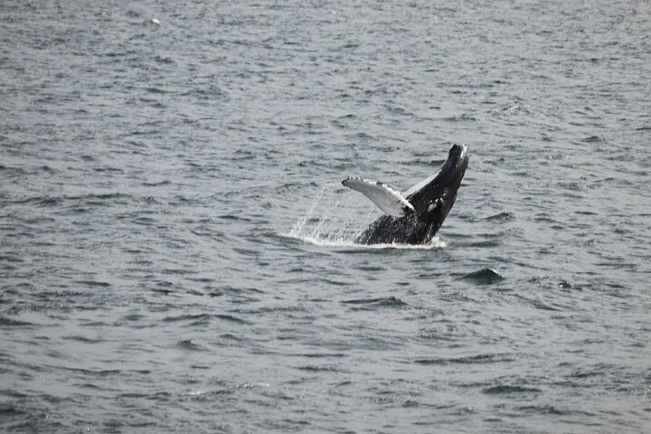 2 Hours Whale Watching Express Adventure
