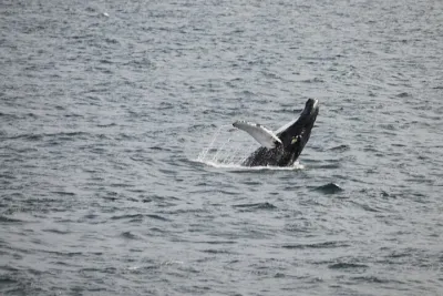 2 Hours Whale Watching Express Adventure