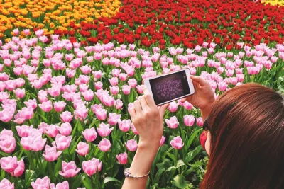 Keukenhof (tulips), Zaanse Schans and Volendam Small Group Tour