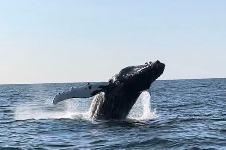 Whale Watching - RIB Boat Adventure in Kopavogur, Iceland