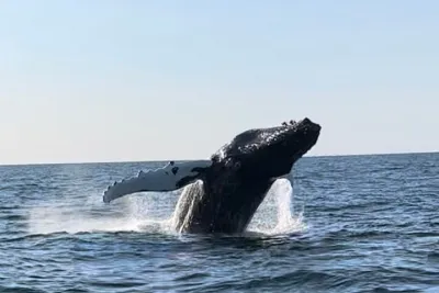 Whale Watching - RIB Boat Adventure in Kopavogur, Iceland