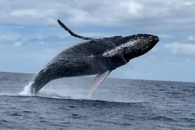 2 Hour Prime Time Maui Whale Watching