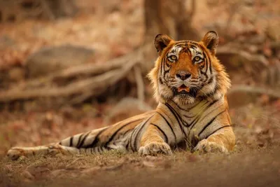 Day Trip from Jaipur to Ranthambore Safari