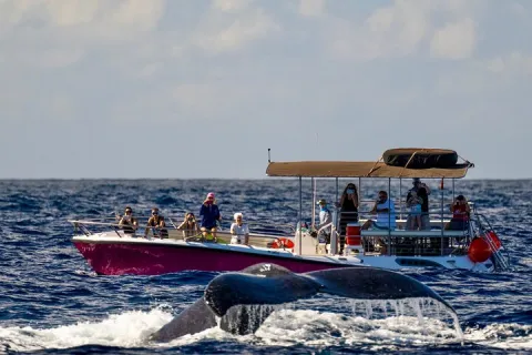 2 hour Lahaina Sunrise Whale Watch