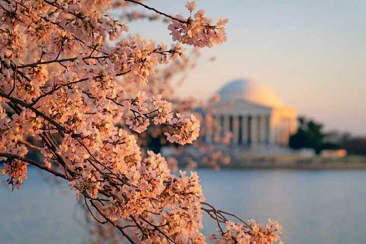Chicago to Washington D.C. Cherry Blossom 3-Day Tour