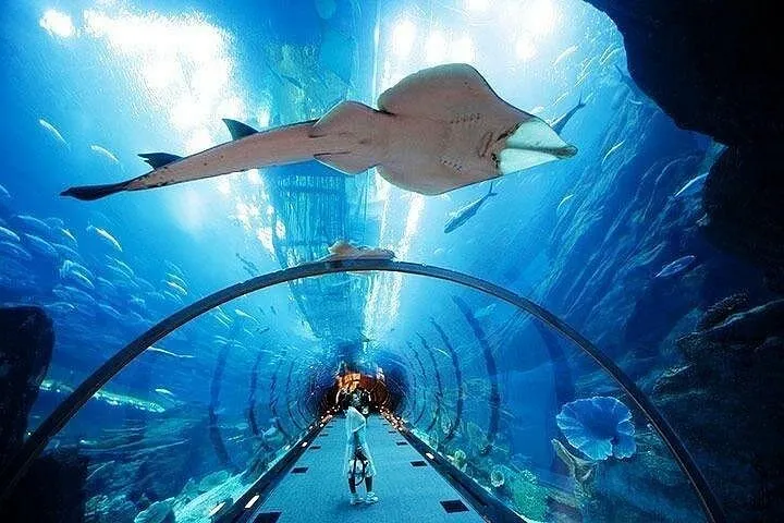 Dubai Aquarium and Underwater Zoo plus Penguin Cove Tickets