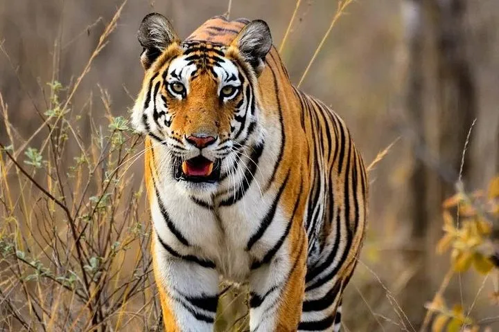 All-Inclusive 2-Day Ranthambore Tiger Safari Tour from Jaipur