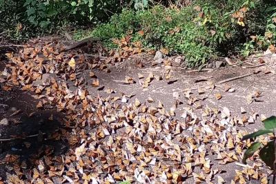 Monarch Butterflies El Rosario Preserve from Mexico City