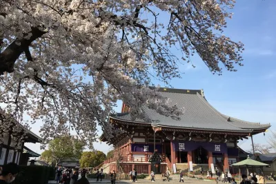 Experience a day Like a Local: Miso-soup Making & Sakura Viewing