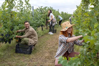 Grape Stomping With Lunch And Wine Tasting In The Vineyards