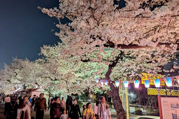Asakusa: Night viewing of cherry blossom