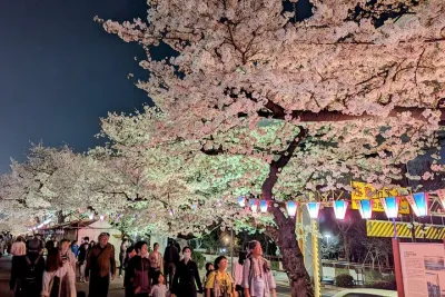 Asakusa: Night viewing of cherry blossom