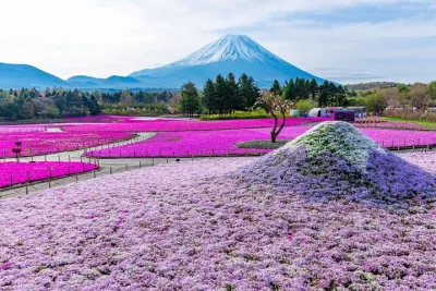 Mount Fuji & Fuji Shibazakura Festival One Day Trip from Tokyo