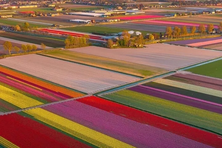 Tulips and Windmills Private Tour from Amsterdam