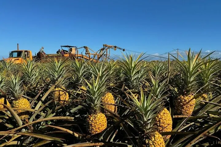 North Shore Dole Pineapple Farm Tour