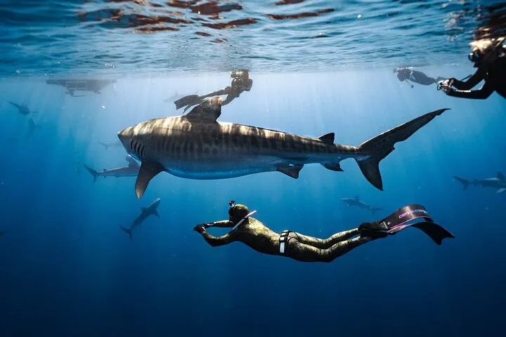 Oahu Shark Diving (No cage)