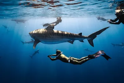 Oahu Shark Diving (No cage)