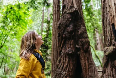 Muir Woods and Sausalito Tour (Return by Bus or Ferry)