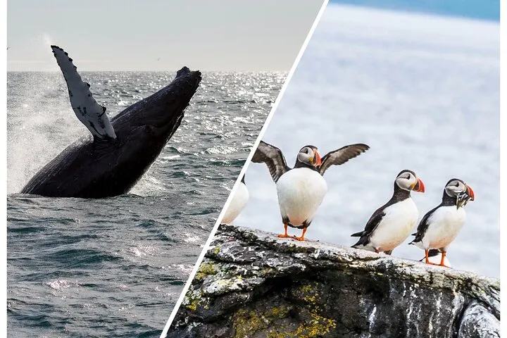 Wildlife Whale Watching and Puffin Tour in Reykjavik
