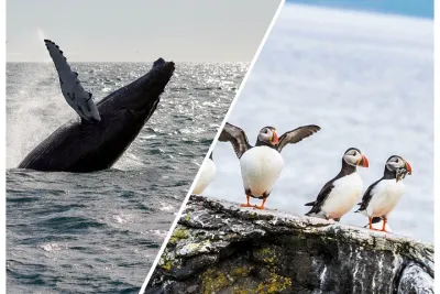 Wildlife Whale Watching and Puffin Tour in Reykjavik