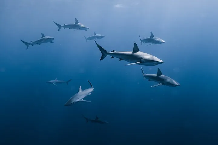 Marine Wildlife Snorkel Tour Sharks Shipwreck
