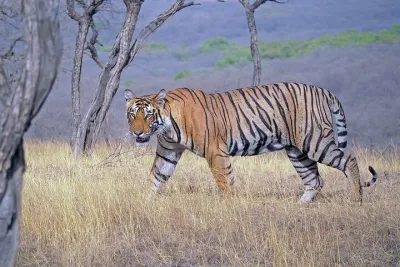 Jaipur to Ranthambore 2 Day Wildlife Safari Tour