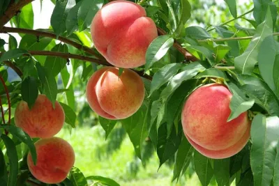 Mt. Fuji 5th Station & Seasonal Fruit Picking Day Tour from Tokyo