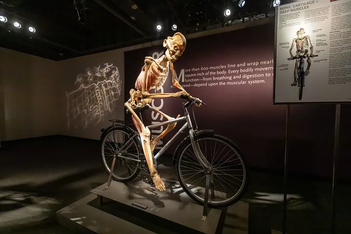 Bodies The Exhibition at the Luxor Hotel and Casino
