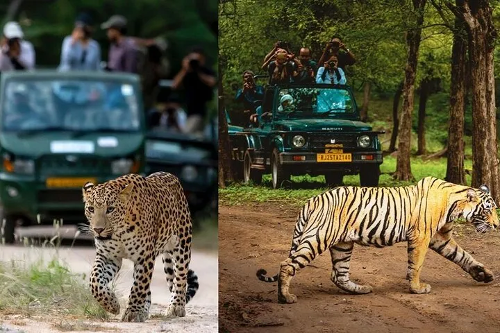 5 Day Golden Triangle Tour with Tigers and Leopards