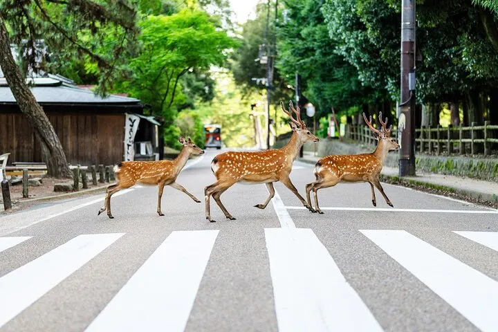 Super Express Nara & Kyoto Private 1-Day Tour from Tokyo