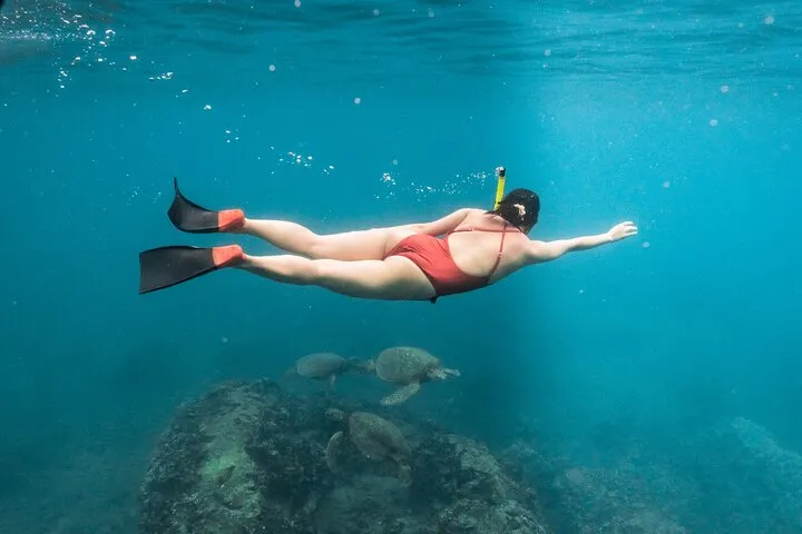 Wild Dolphin Swim, Turtle, Whale Safari with Guided Snorkeling
