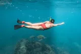 Wild Dolphin Swim, Turtle, Whale Safari with Guided Snorkeling