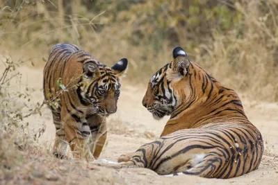 3-Day Delhi to Ranthambore Tiger Reserve Wildlife Safari